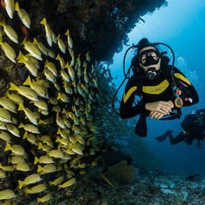 Fluorescent Night Dive