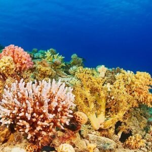 Coral Reef Conservation