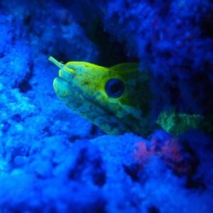 Fluorescent Night Dive Roatan