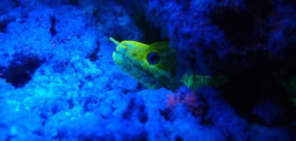 Fluorescent Night Dive Roatan