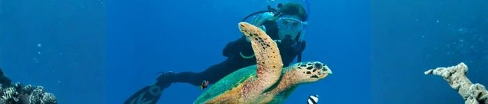 Scuba diver swimming with sea turtle in Roatan Honduras