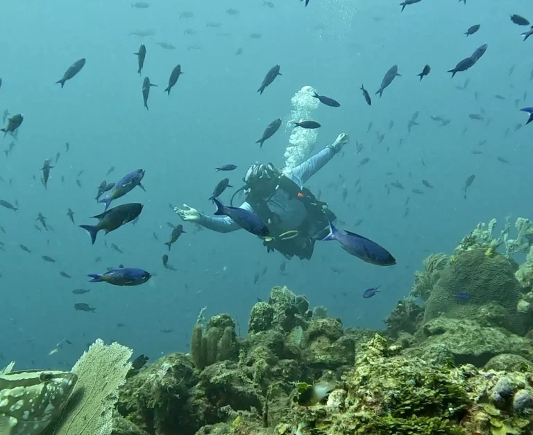 Texas and Pablos dive site in Roatan with wall diving and marine life